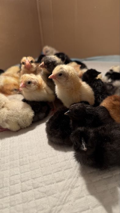 Цыплята домашних кур