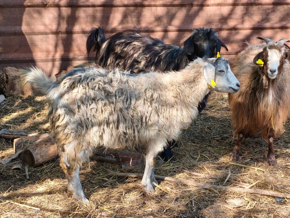 продам трёх казлов
