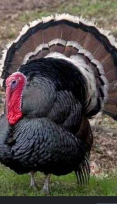 Запись на начала мая индюшата