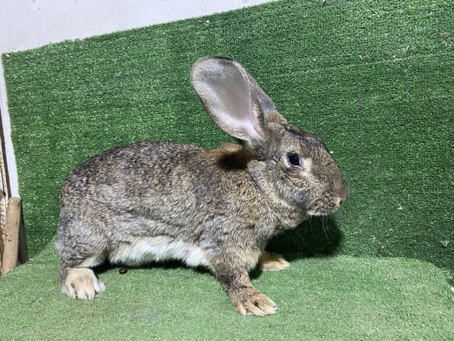 Кролики малыши великаны | Gigant quyon bolalari sotiladi