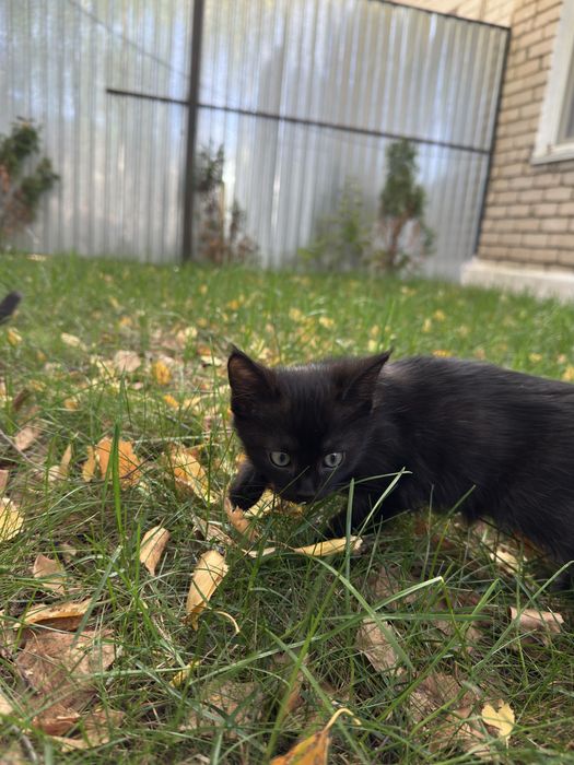 В добрые руки котята мальчики