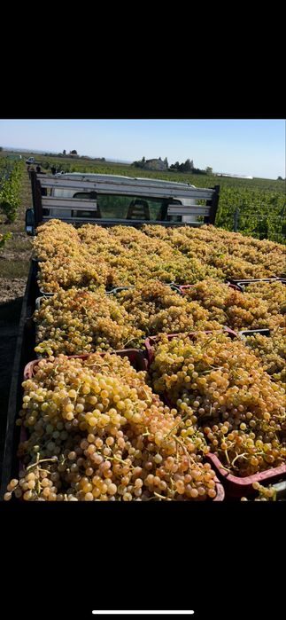 Struguri de vin PRODUCĂTOR