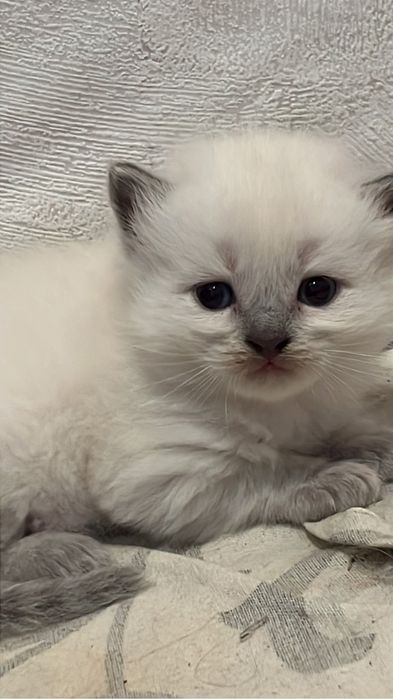 Отдам в добрые руки Котят