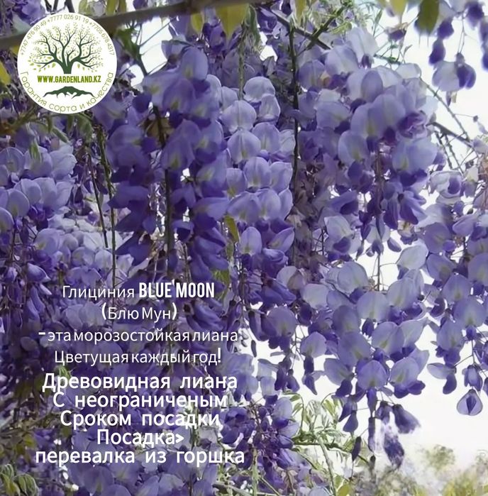 из питомника  цветущие и кустарники  с декоративной листвой