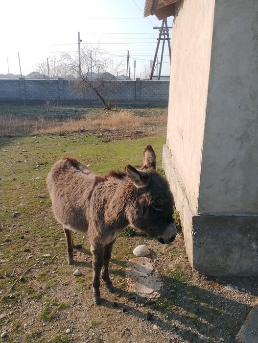 Ешек (айғыр) сатылады