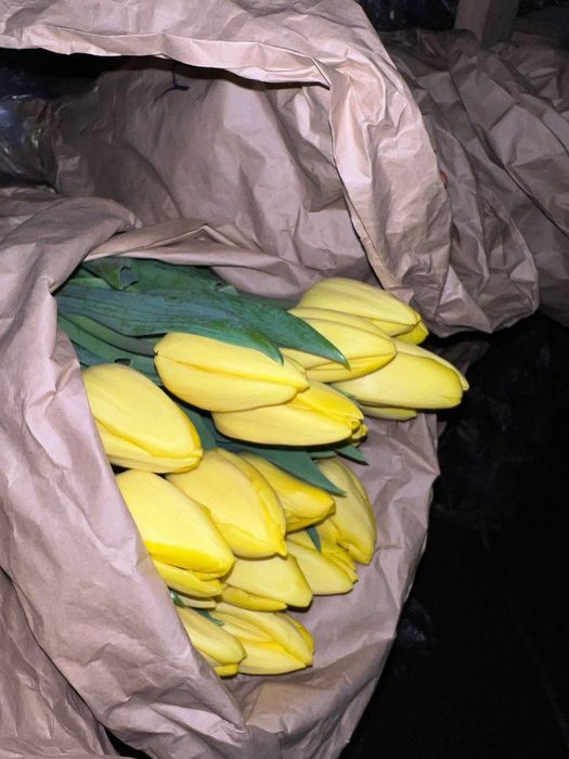 Тюлпаны Алматы опт розница