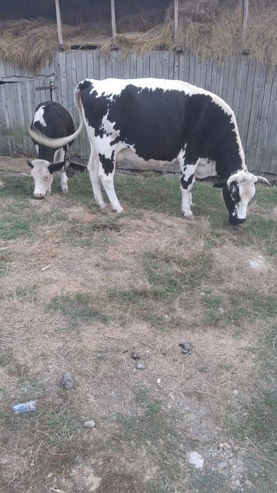 Vaca & vitea ...