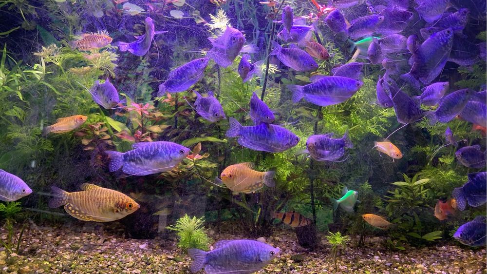 Plante /pachet generos