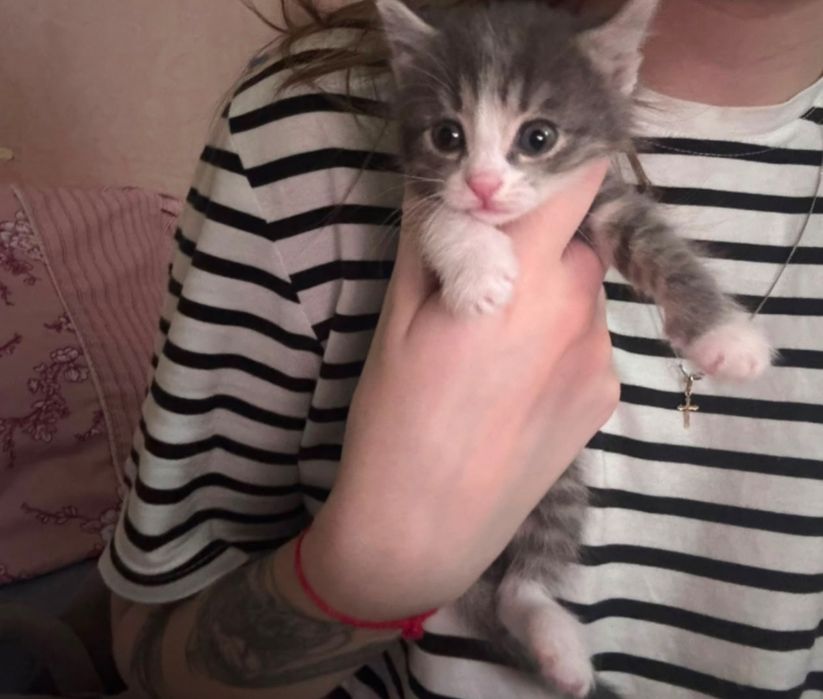 Котята пушистые, 6 штук
