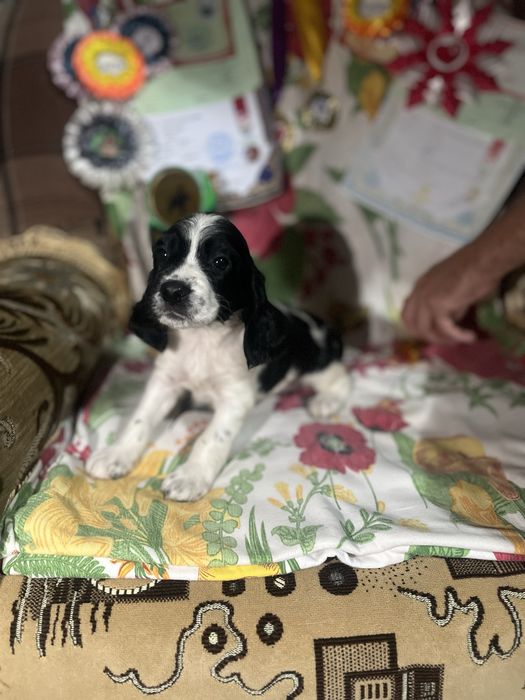 Русский охотничий спаниель