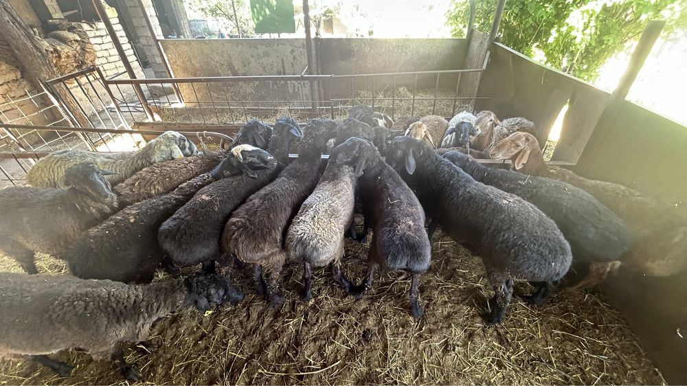 Қошқарлар қорада тұған