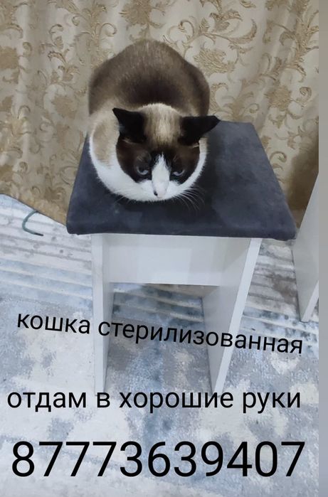 Отдам в хорошие руки!