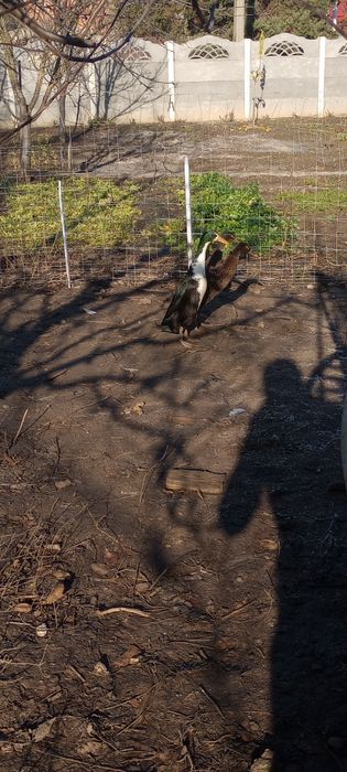 Rațe Indiene Alergătuare