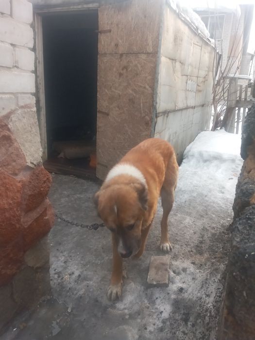 Алабай тобет 3 года кабель