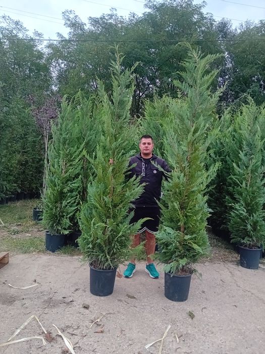 Pepinieră vând mesteacăn