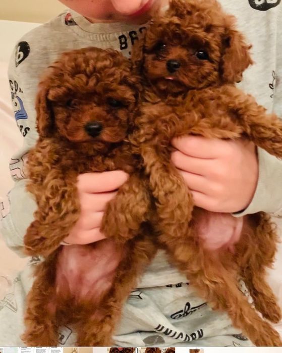 Pui Caniche Poodle TOY  linie China -Canisa
Puiuții se pot vedea in canisa direct sau vizionare web live. Toate actele la zi, imunizare, înregistrare