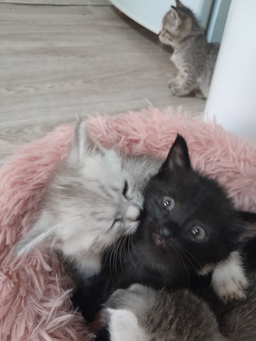 Котёнок девочка в добрые руки