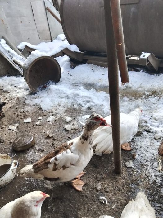 Продаются селезни индоутки