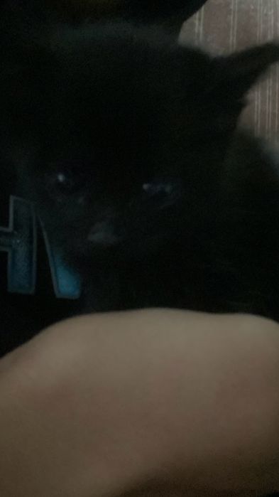 Котенок тегін Бесплатно