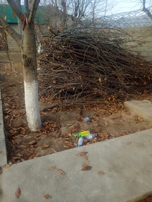 Тал кесемыз, спилим дерево