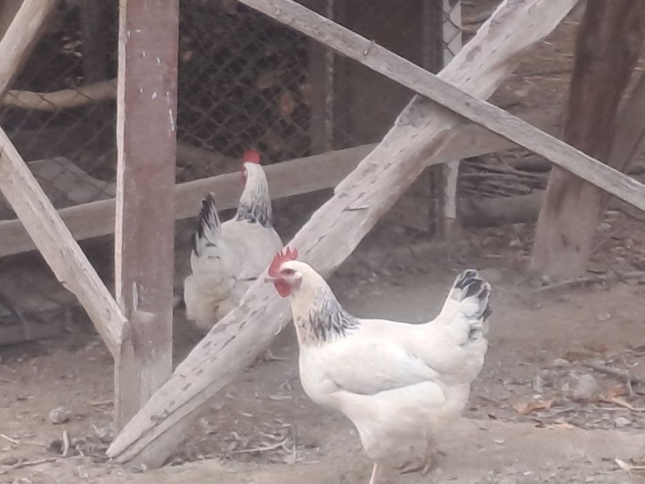 Адлер тауықтары сатылады