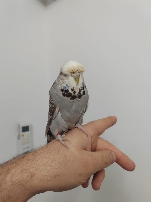 Peruși standard (pui, adulți)