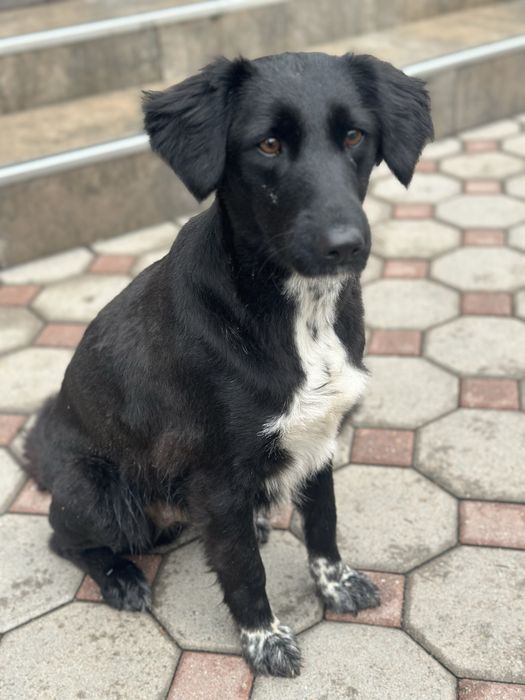 Найдена собака в центре города девочка