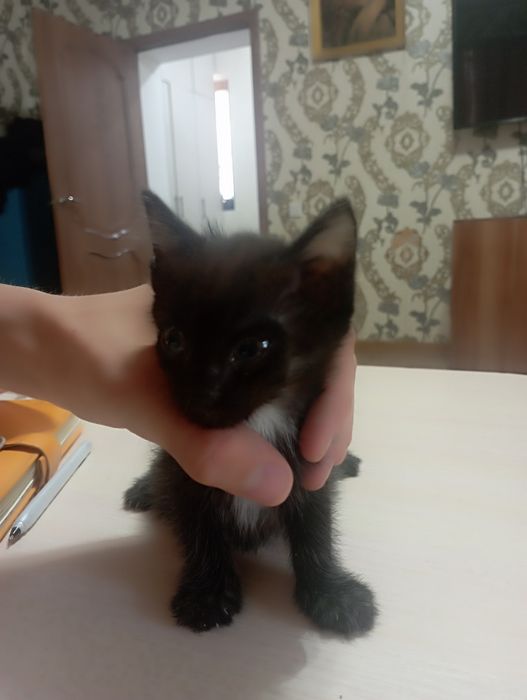 Отдадим котят в хорошие добрые руки к лотку приучены,в еде не прихотли