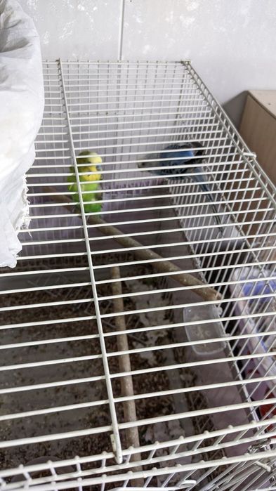 Валнистий тўти қушлар сотилади.