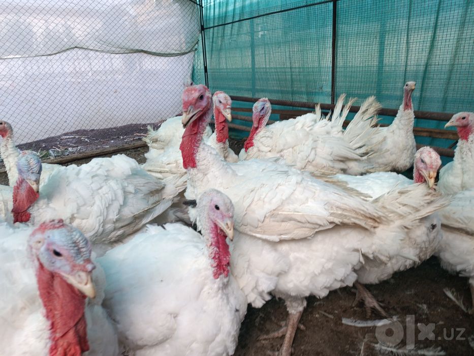 Big6 Kurkalar  Индейки