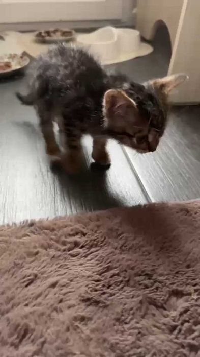 Котенку нужен дом!