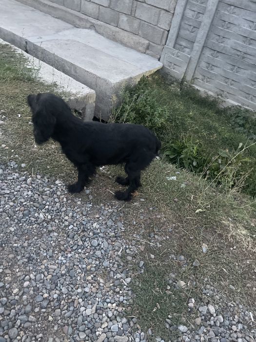 Продаётся спаниель