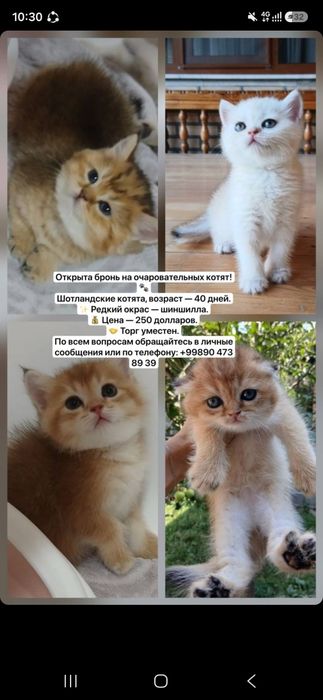 Shotlandskaya shinshilla. Krasiviy okras. Chistokrovniye. Porodistiye.