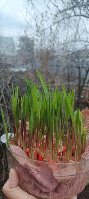 Семена кукурузы Казахстан, Китай, Канада