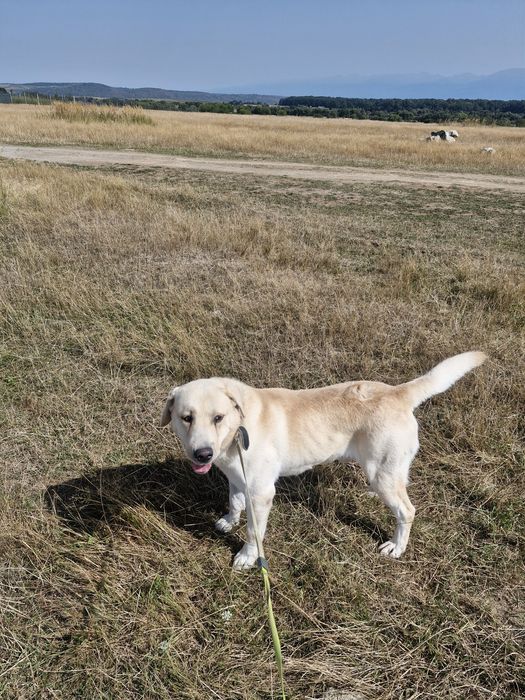 Donez caine rasa Labrador
