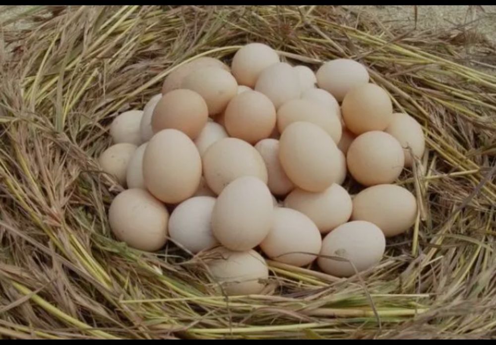 Damashniy tuxum дамашний тухум