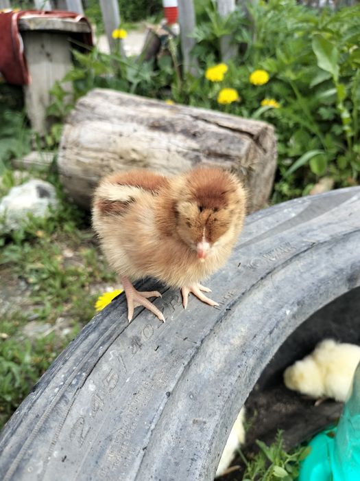 Продам циплят домашних