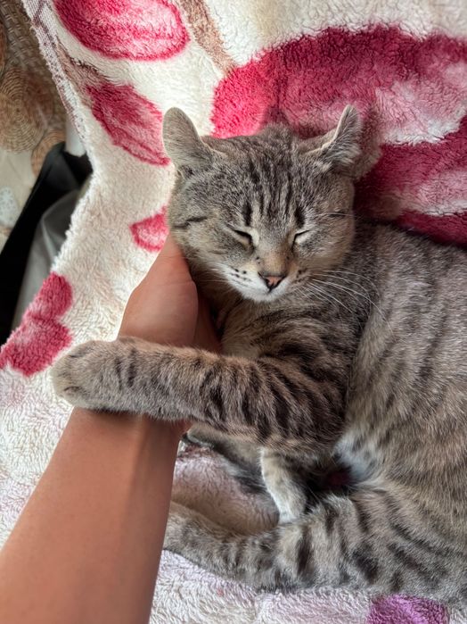 Отдам кота бесплатно