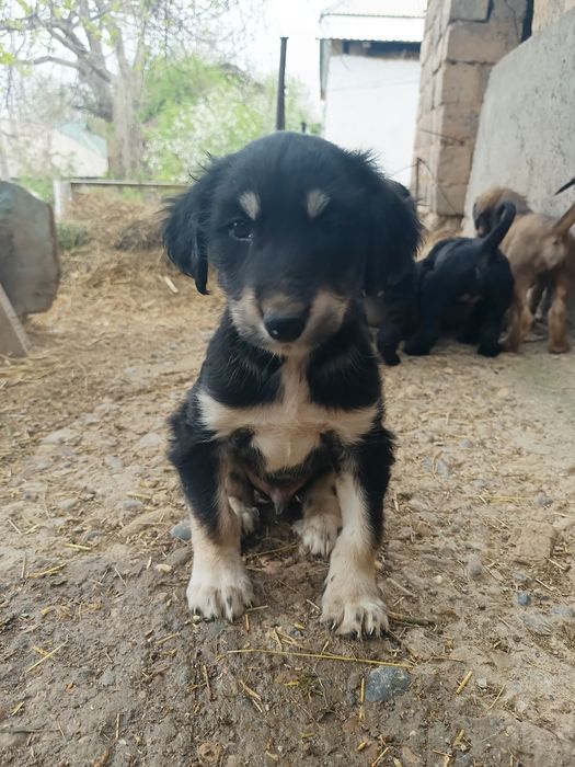 Продам ШЕНЬКОВ порода Тайған