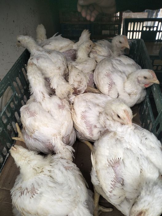 Pui albi de carne pui rasă mixtă rațe si găini Slatina • OLX.ro