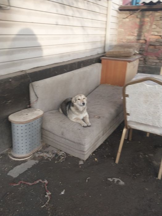 Отдам щенка в хорошие руки