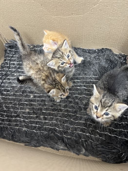 Котенок малинкий