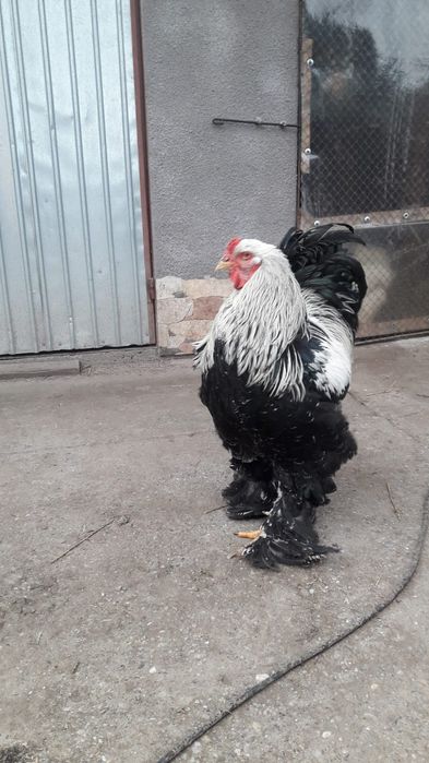 Familie brahma hdi 4+1