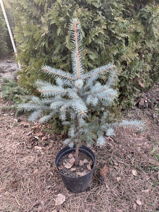 Ель голубая Блю Даймонд