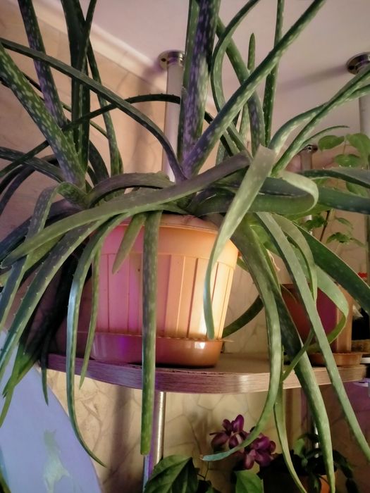 Продам алоэ вера