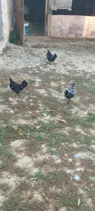 Японский куры ..
