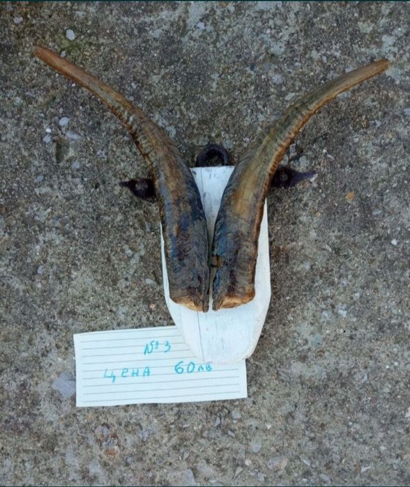 Трофеи от диви и домашни животни, дървена стойка за дискове.