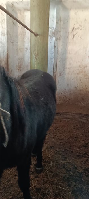 продам лошадь обмена нет