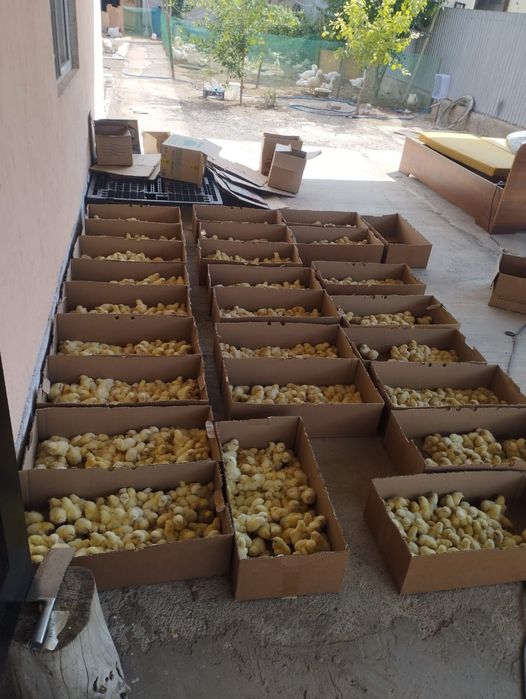 Продажа бройлерные