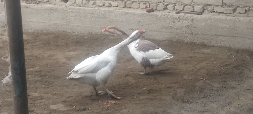 Gʻoz sotiladi nar pulini kelishamiz aniq olarman aloqa